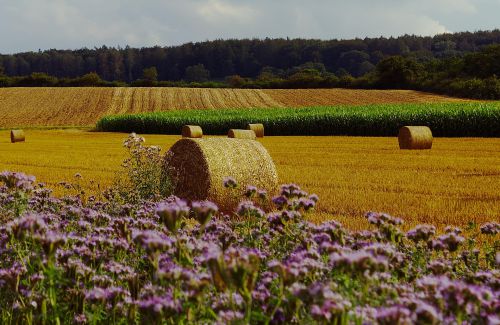 Coup de balai au village le 21 mars 2026